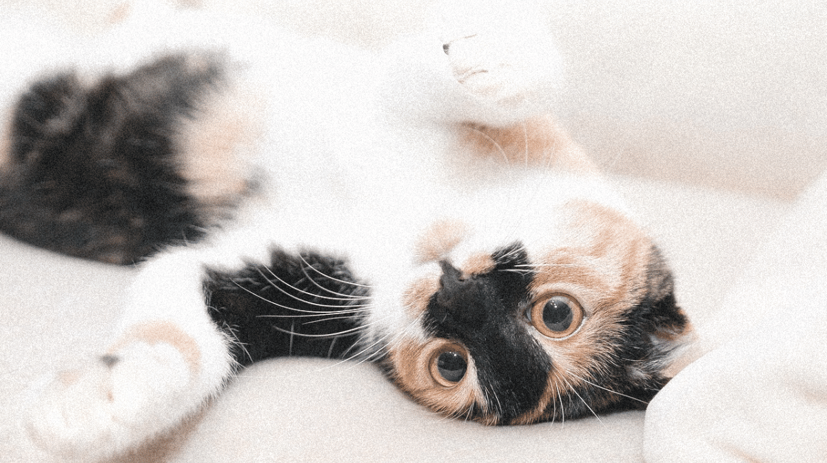Comment parler le langage des chats ? Notes, tests et avis Arbres à chat