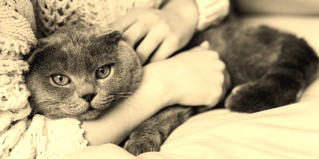 Les soins préventifs pour garder un chat en bonne santé Notes, tests et avis Arbres à chat