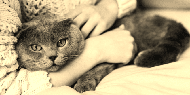 Les soins préventifs pour garder un chat en bonne santé